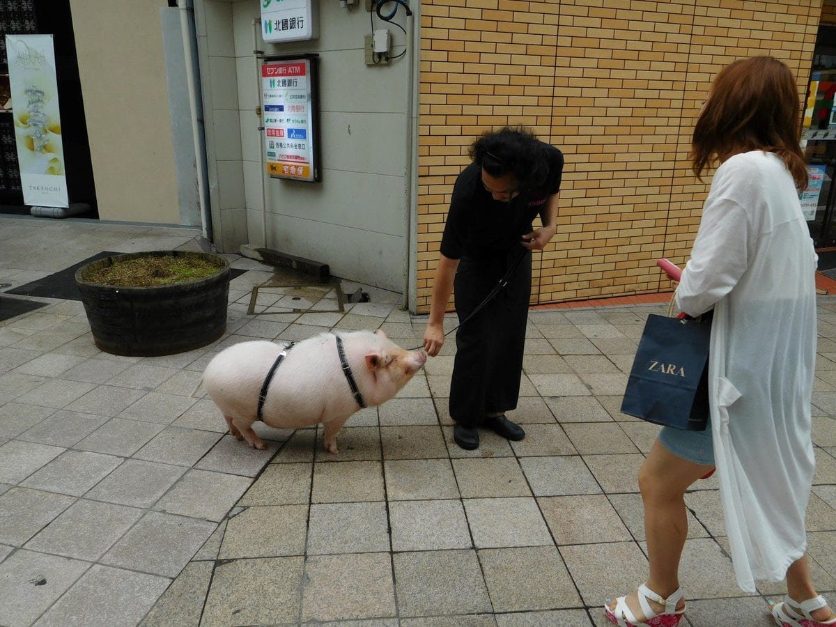 Advertising his pork restaurant. Yes really 