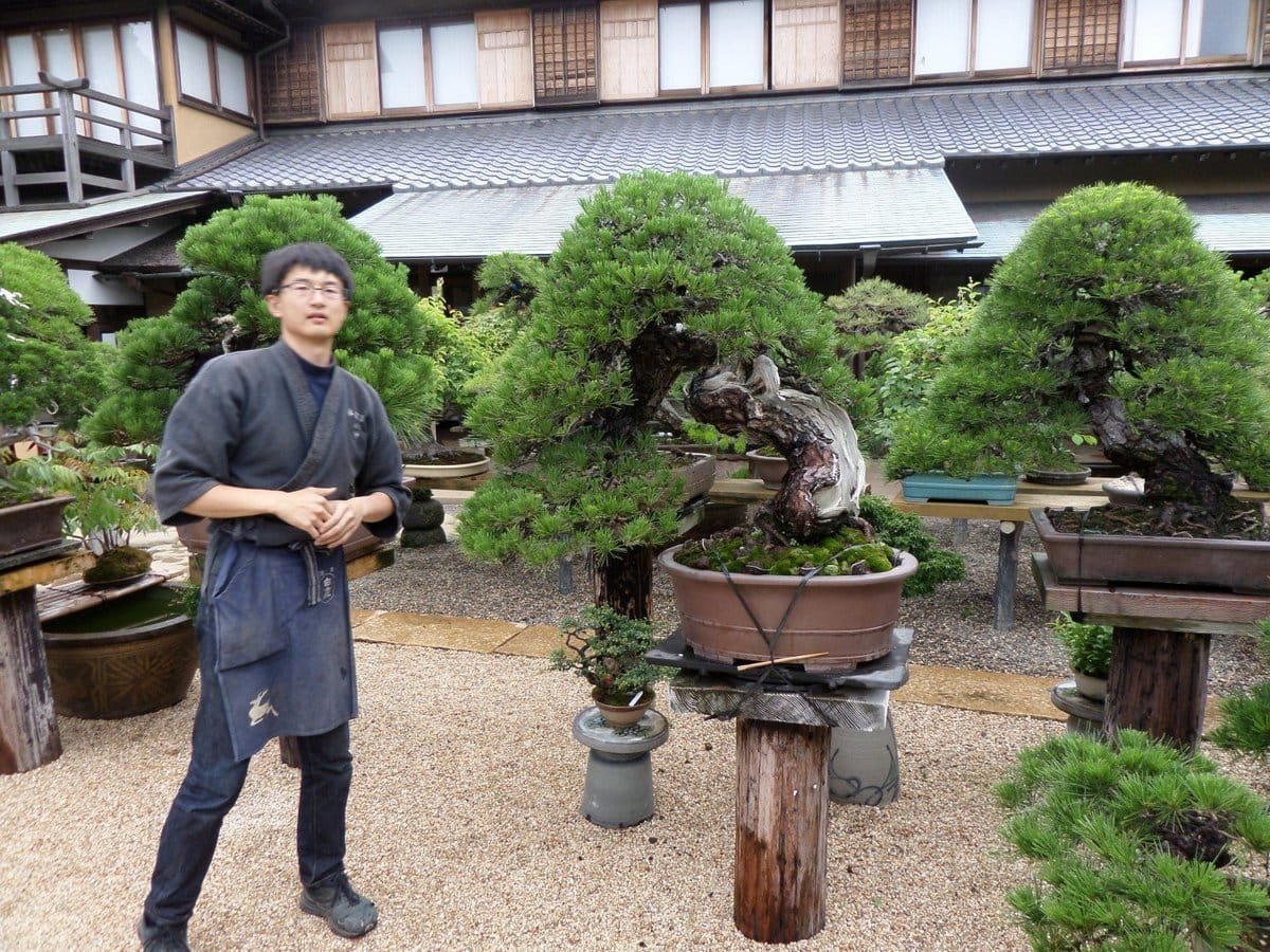 Jin-san and one of the $1m bonsai trees