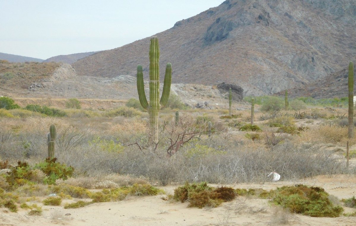 Baja California