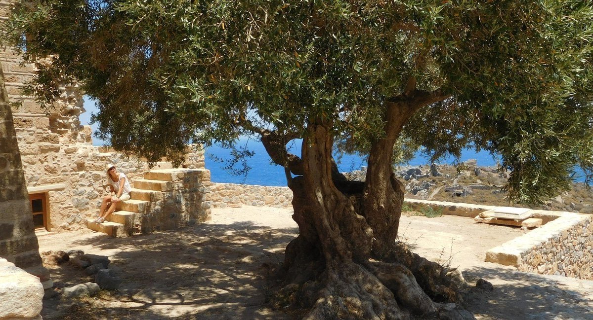 The old olive tree at the top of the rock